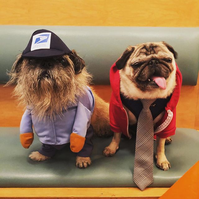 Stan and Inky (pet dogs of Lauren Simonetti) dressed up for the Halloween festival.